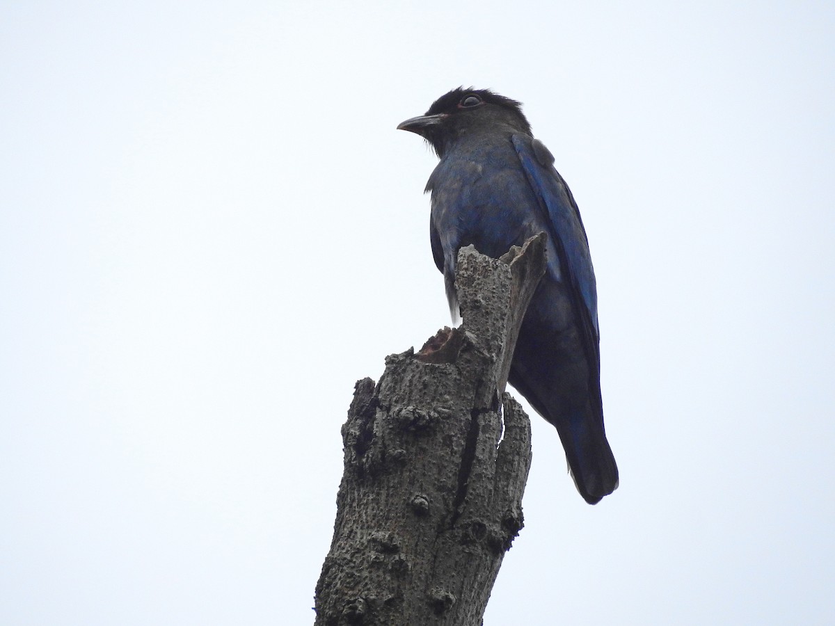 Dollarbird - ML114926641