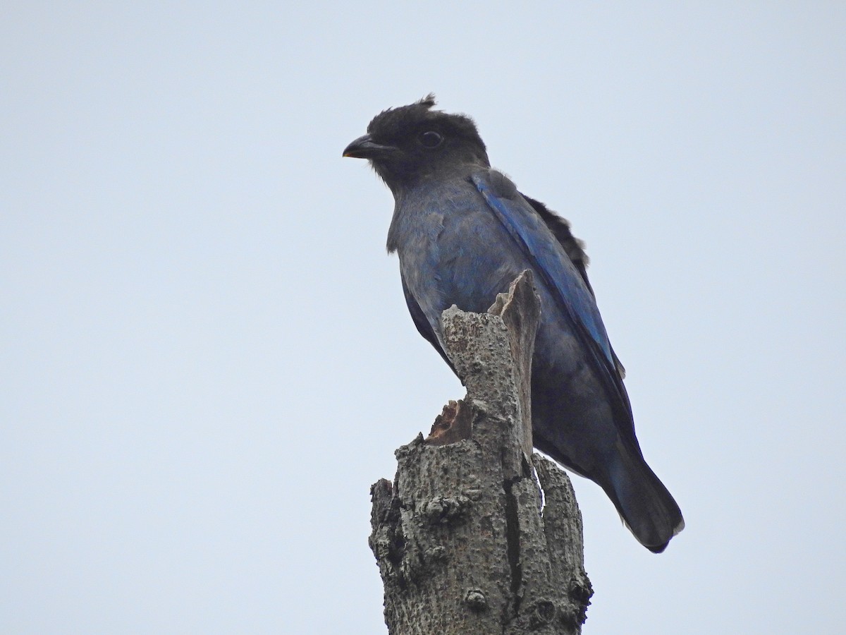Dollarbird - ML114926651