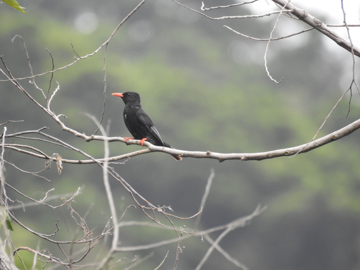 Black Bulbul (Gray-winged) - ML114926661