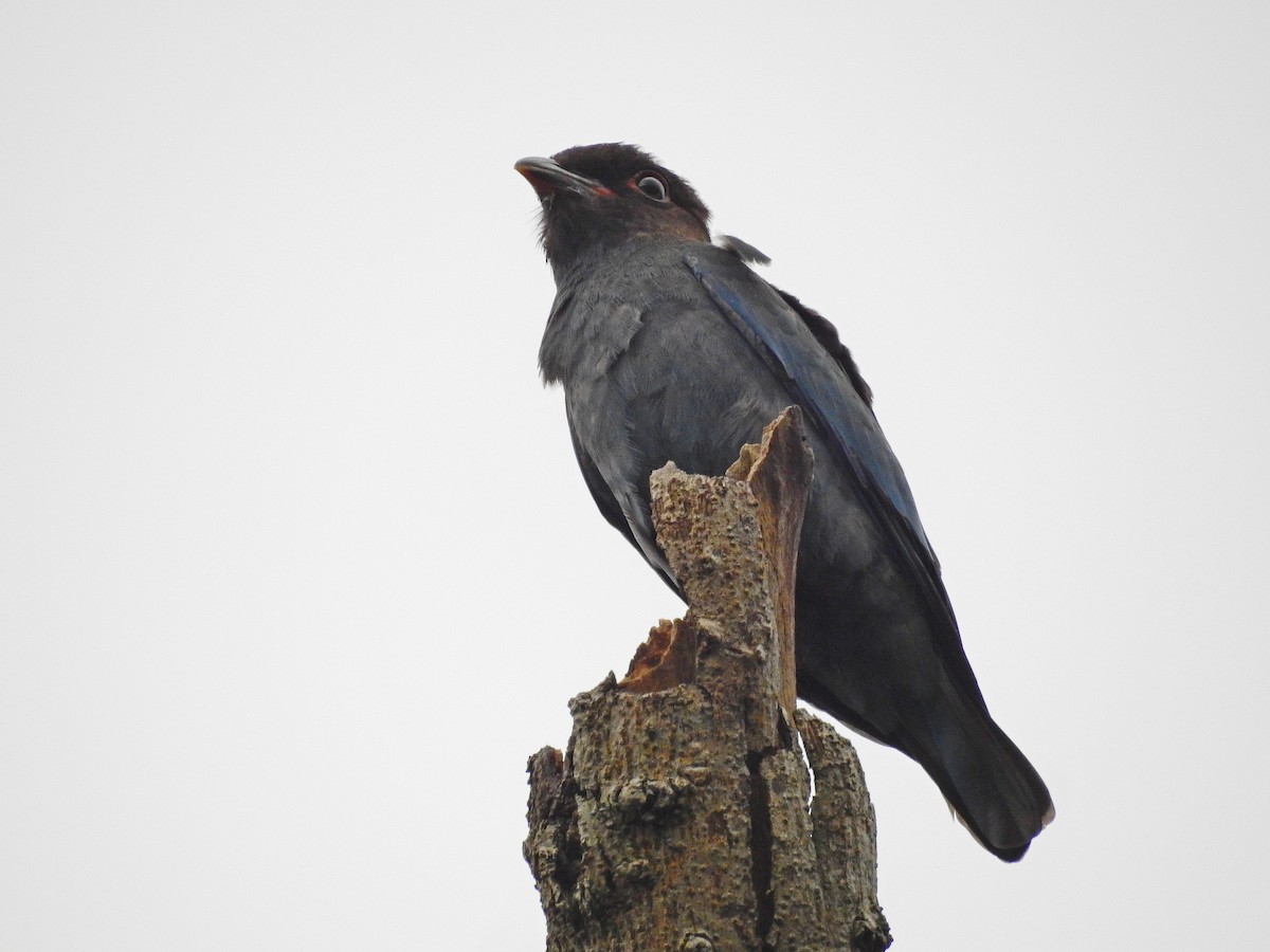 Dollarbird - ML114926681