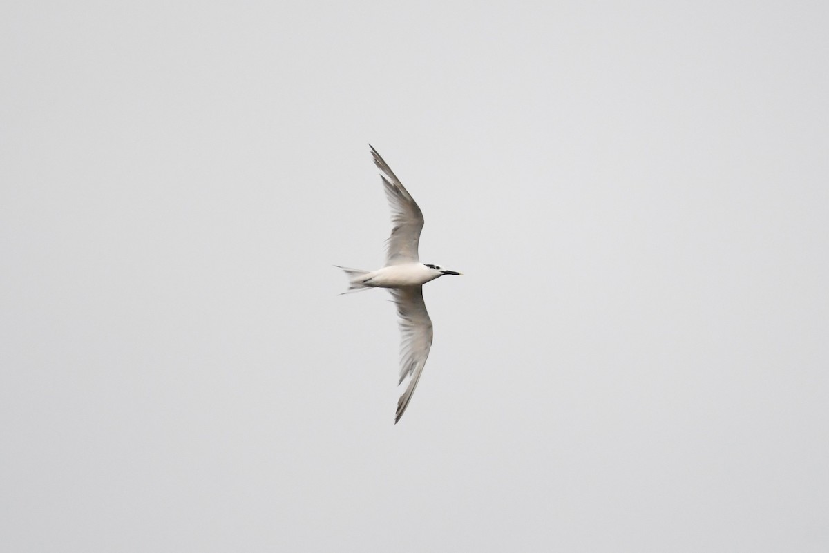 Sandwich Tern - ML114926701