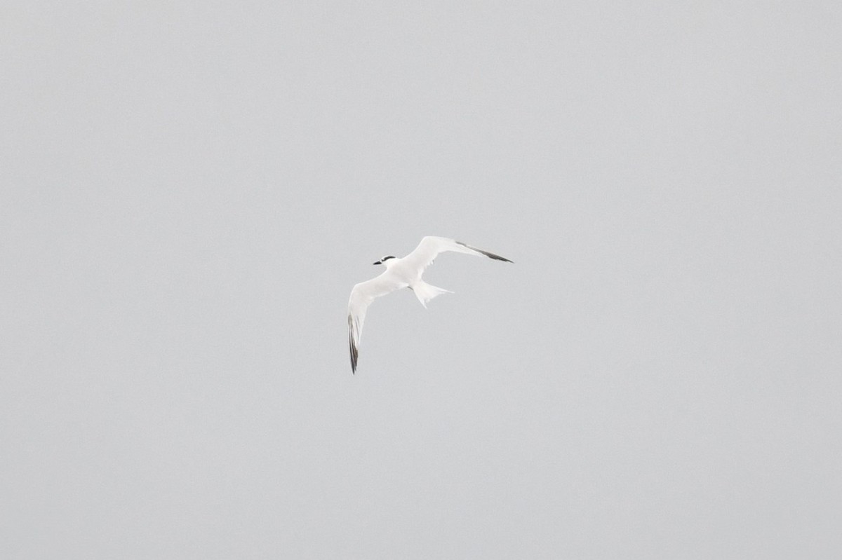 Sandwich Tern - ML114926711