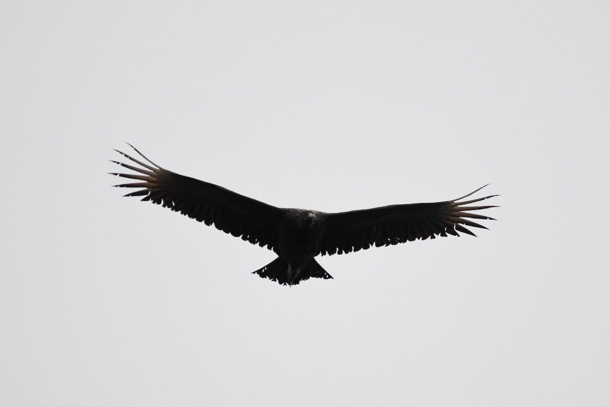 Black Vulture - ML114926841