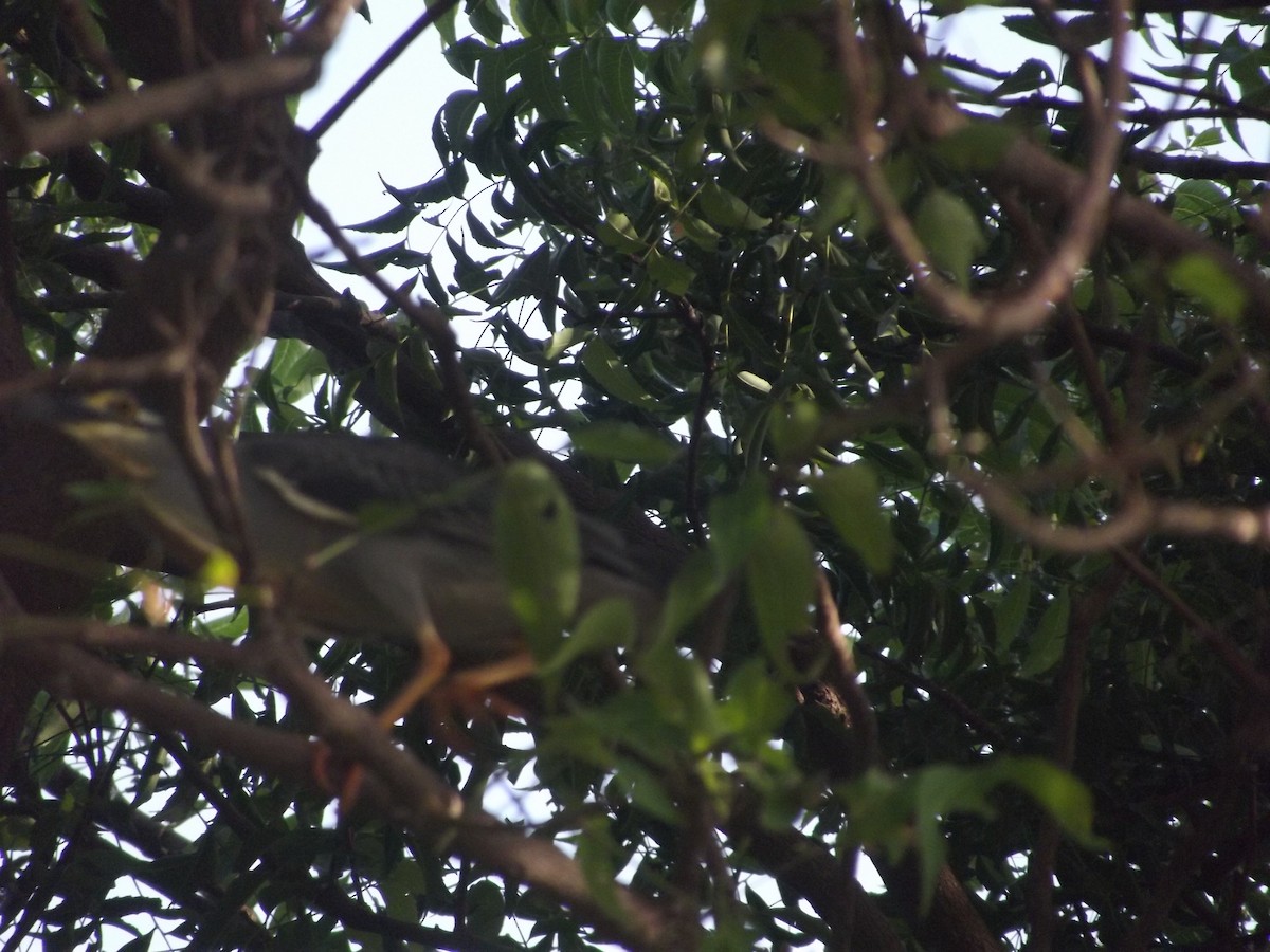 Striated Heron - Mohamed Vall Belbellah