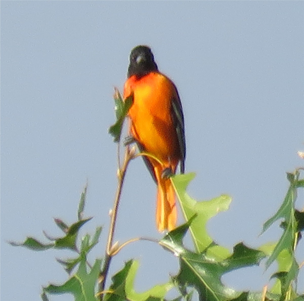 Baltimore Oriole - ML114930371