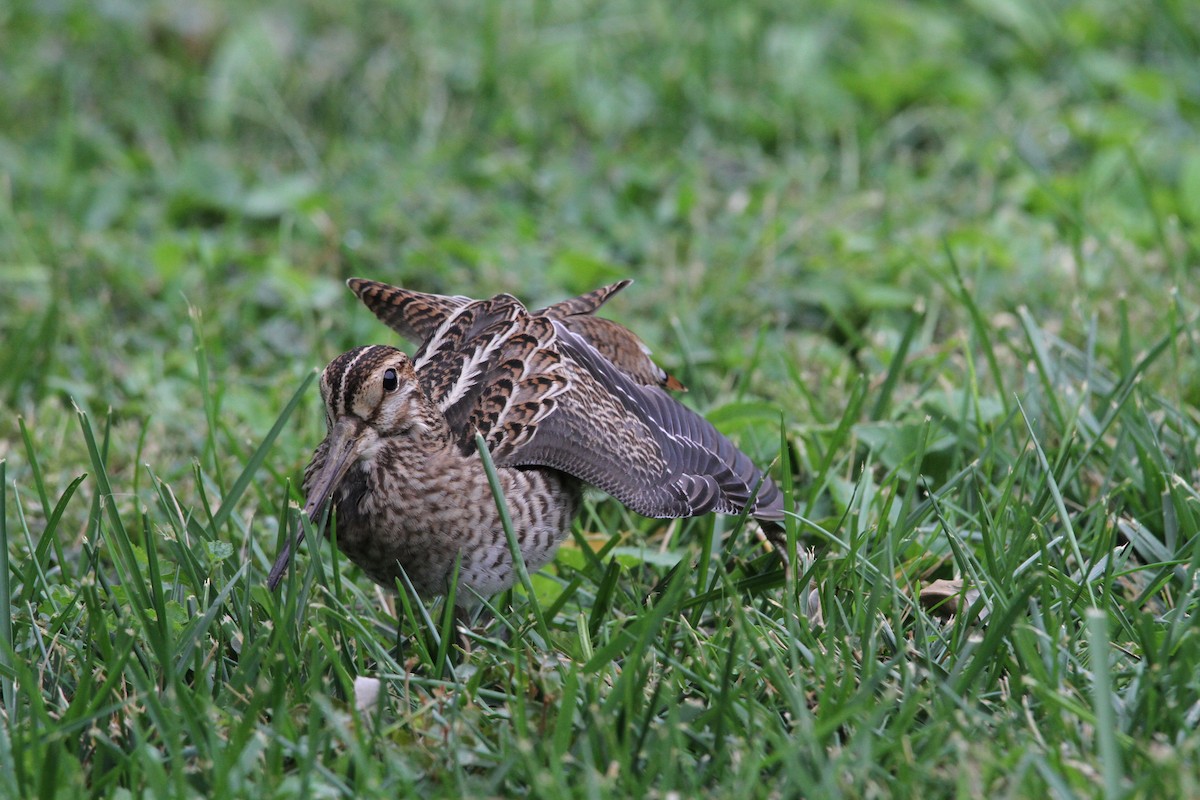 Pin-tailed Snipe - Lisa Davis