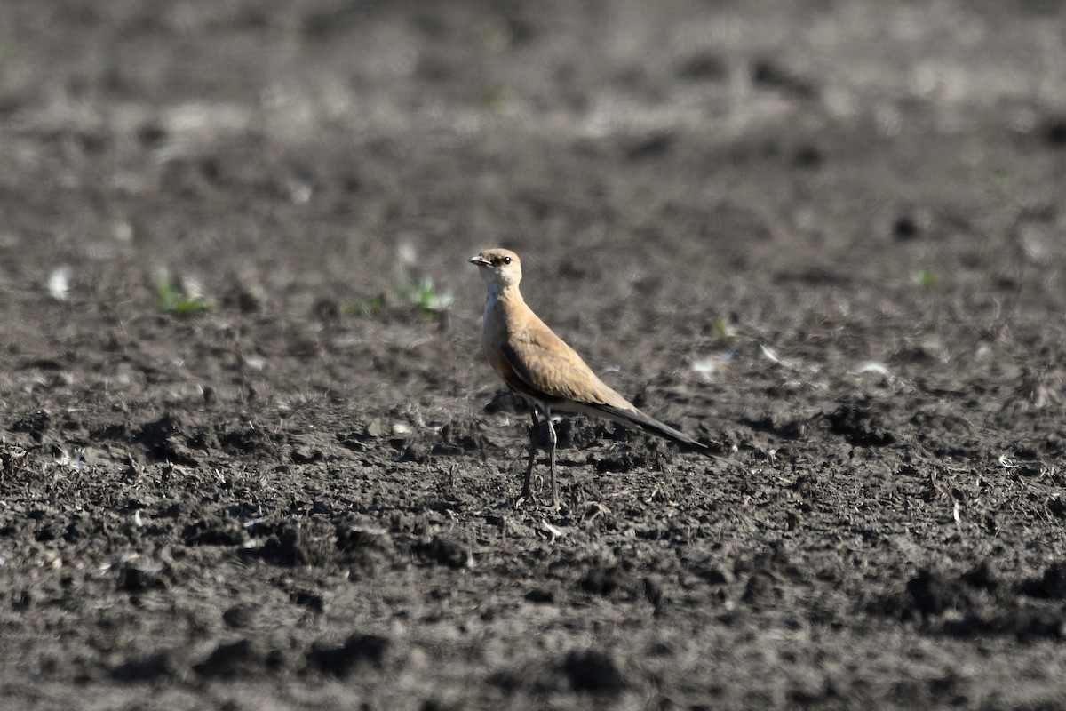 Australian Pratincole - Wayne Schulz