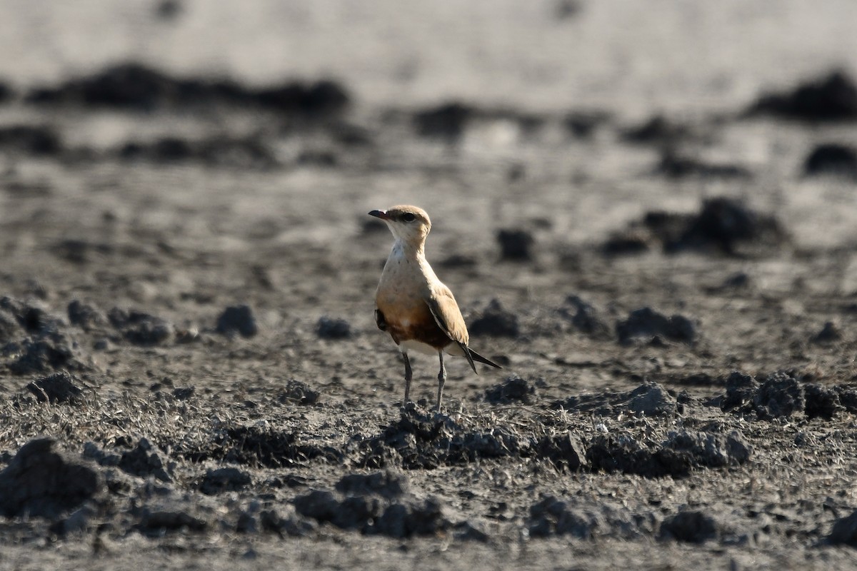 Australian Pratincole - ML114931651