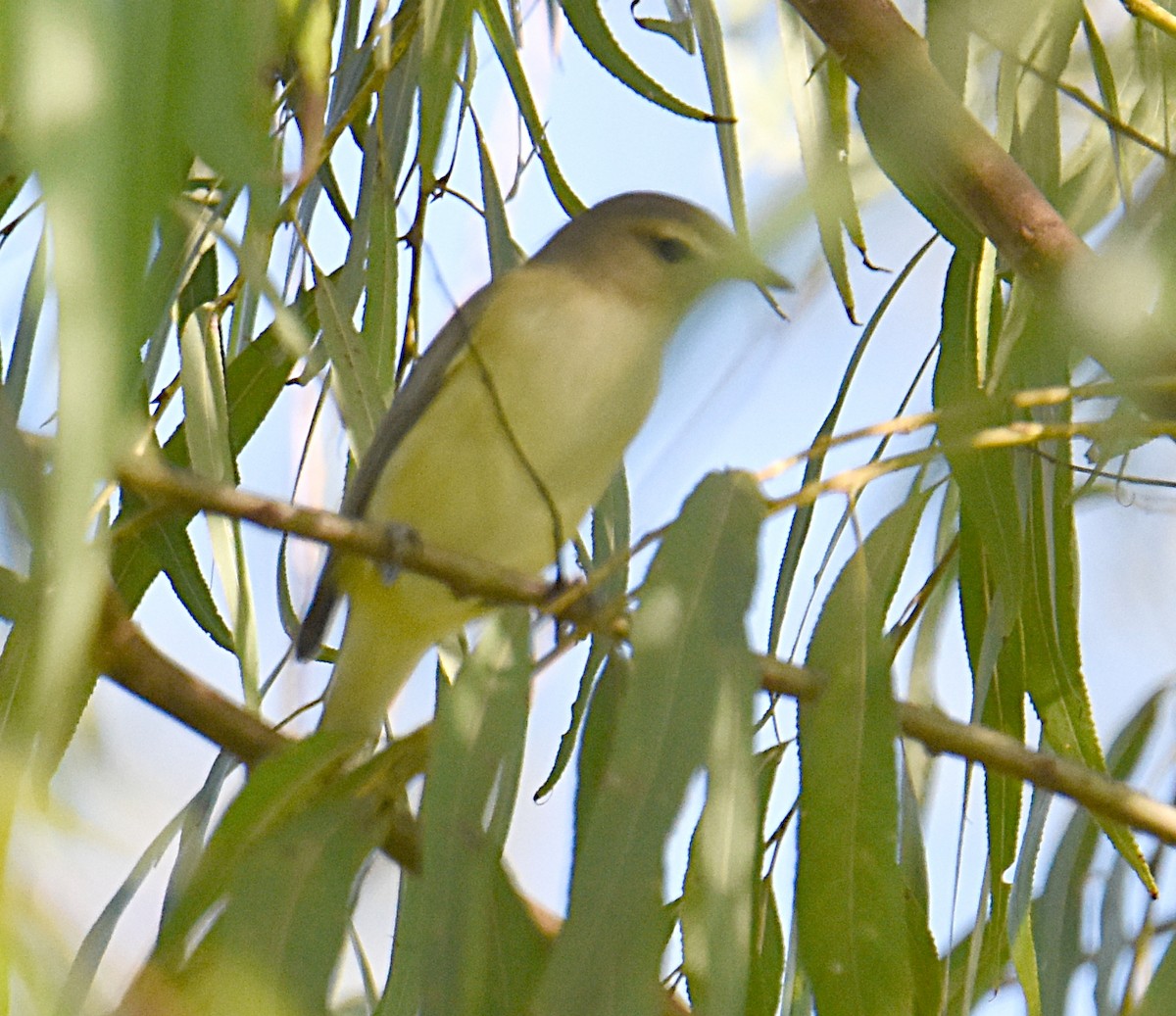 Vireo de Filadelfia - ML114932211