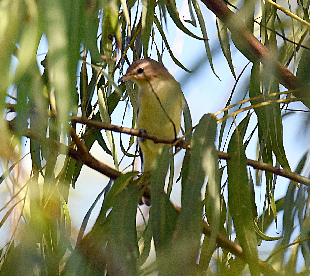 Philadelphia Vireo - Glenn Wyatt