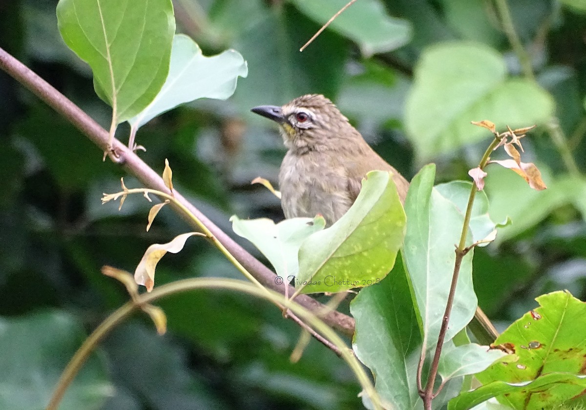 White-browed Bulbul - Sivadas Chettur