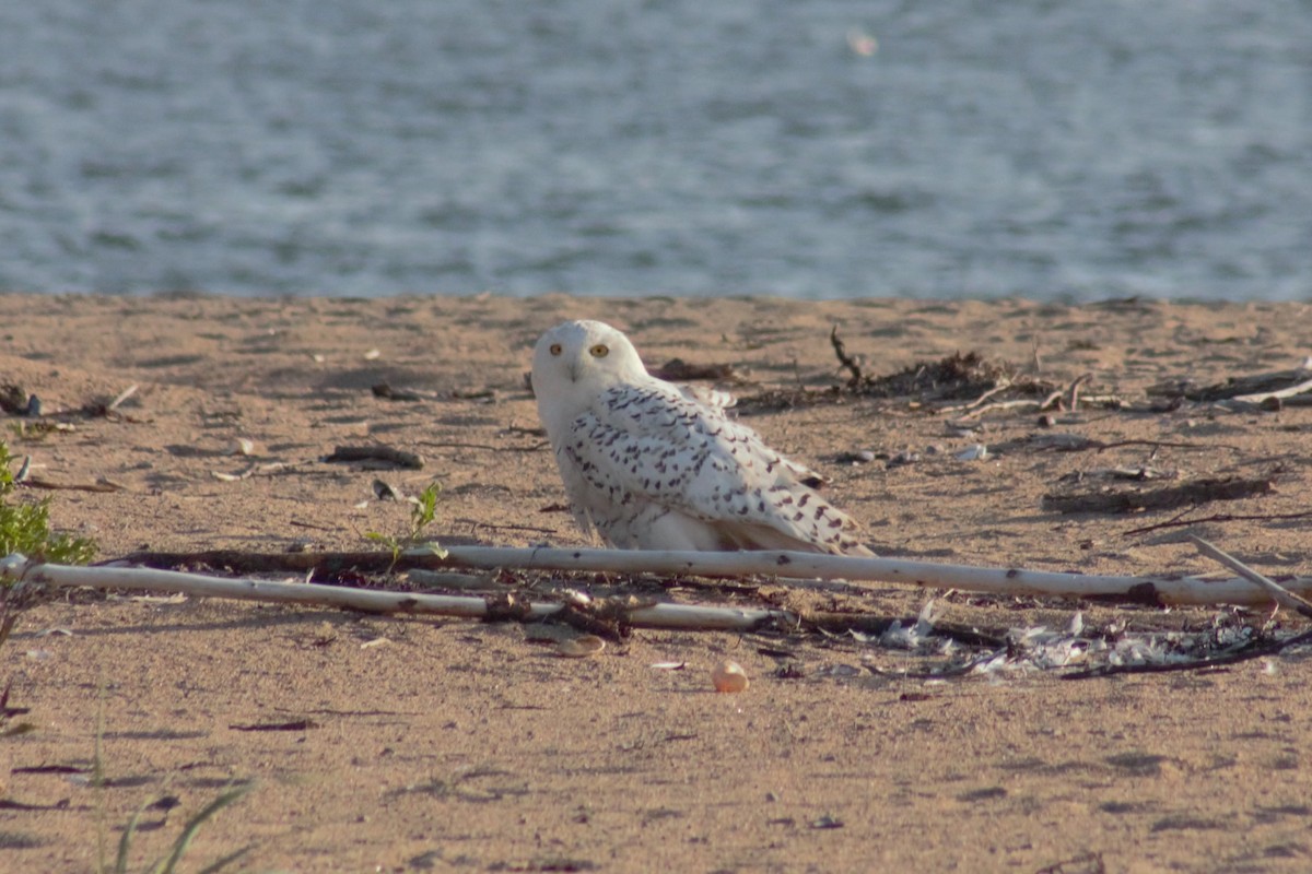 Snowy Owl - ML114933771