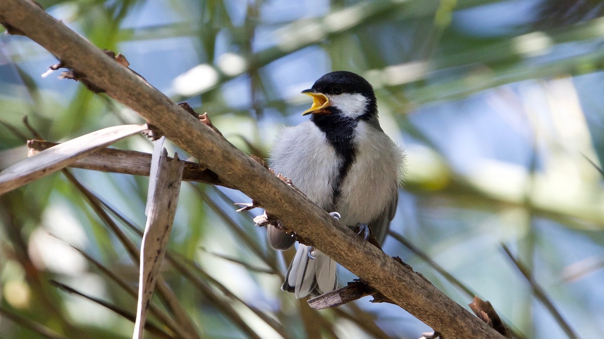 Asian Tit (Cinereous) - ML114936071