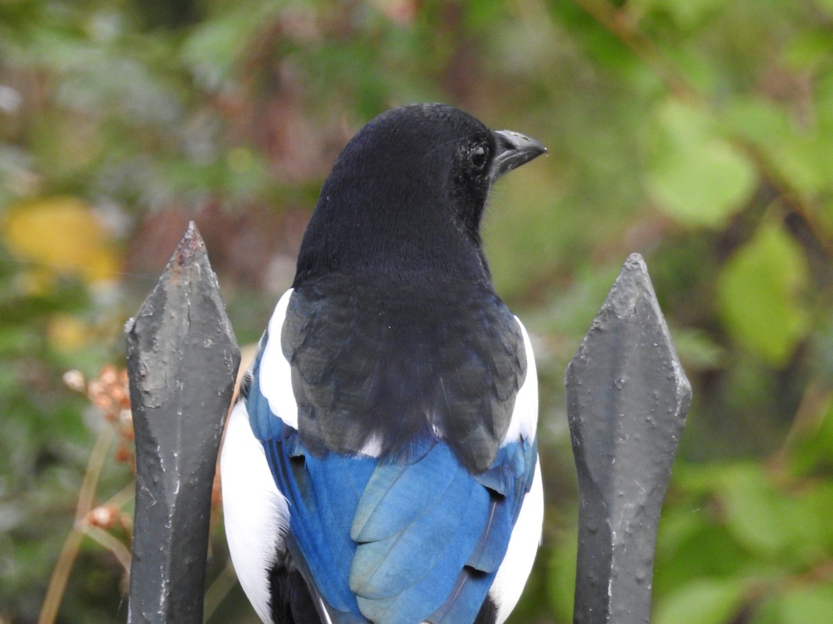 Eurasian Magpie - ML114937381