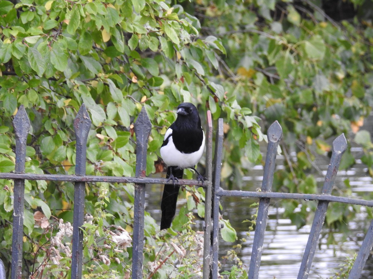 Eurasian Magpie - ML114937471