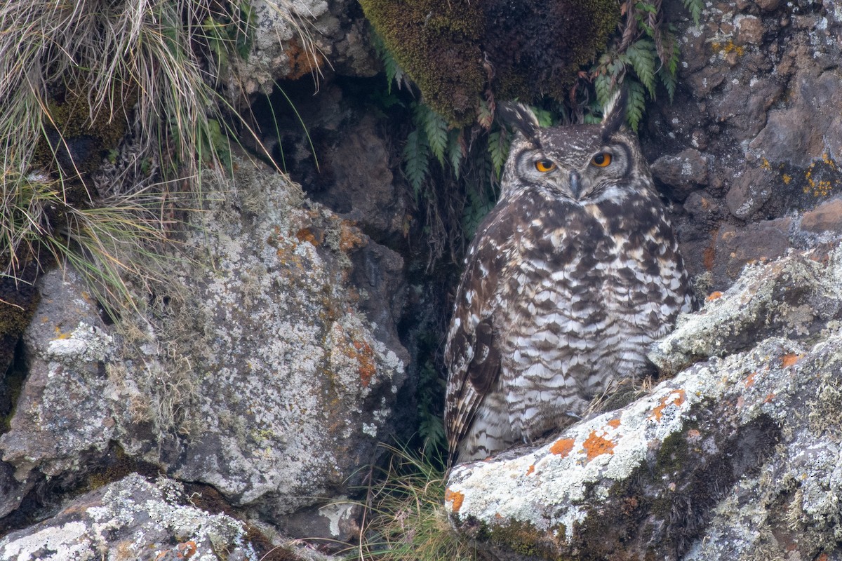 Cape Eagle-Owl (Northern) - ML114942481