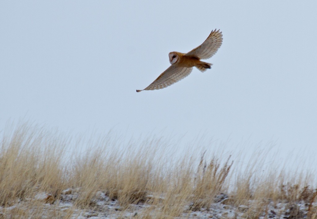 Barn Owl - ML114942921