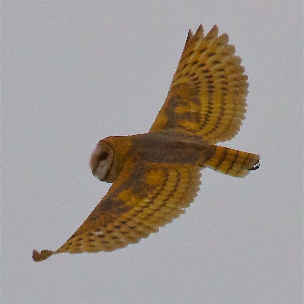 Barn Owl - ML114942931