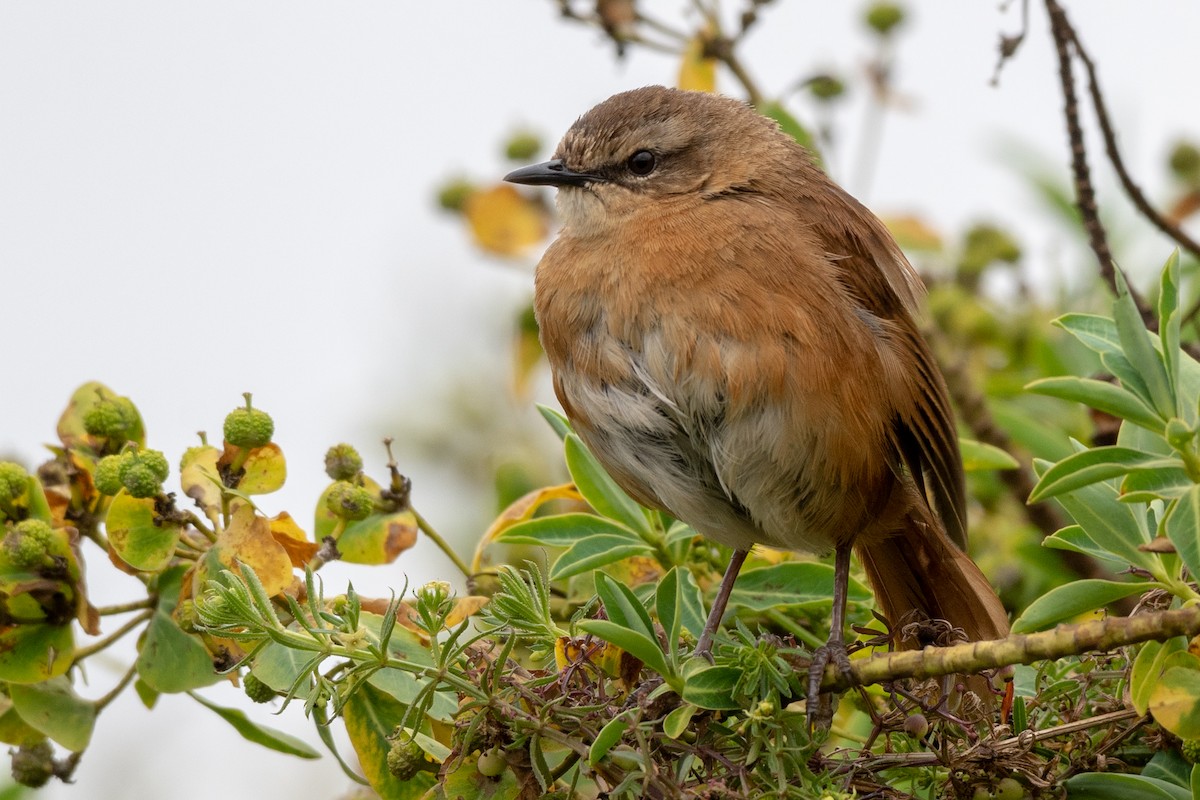 Cinnamon Bracken-Warbler - Ana Paula Oxom