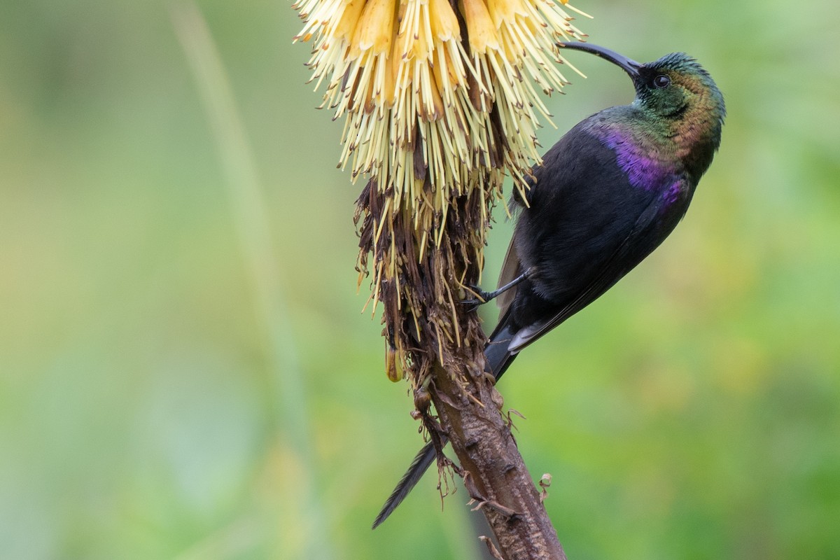 Tacazze Sunbird - Ana Paula Oxom