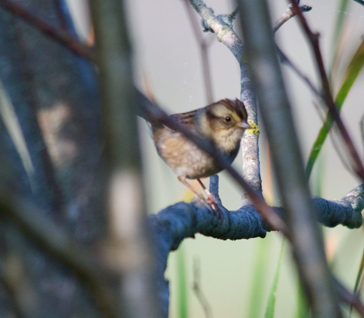 Swamp Sparrow - Moira Maus