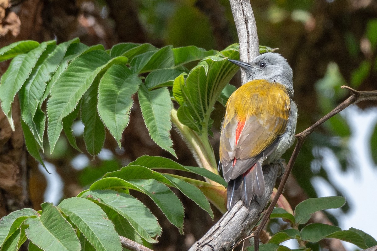 Mountain Gray Woodpecker - Ana Paula Oxom