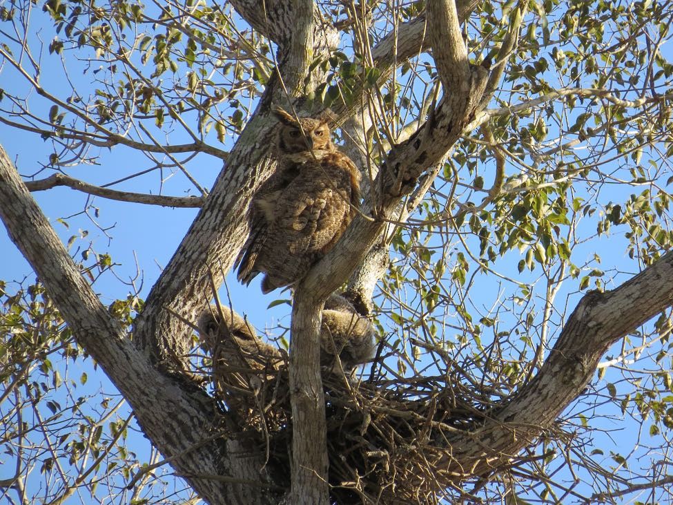 Great Horned Owl - ML114948161