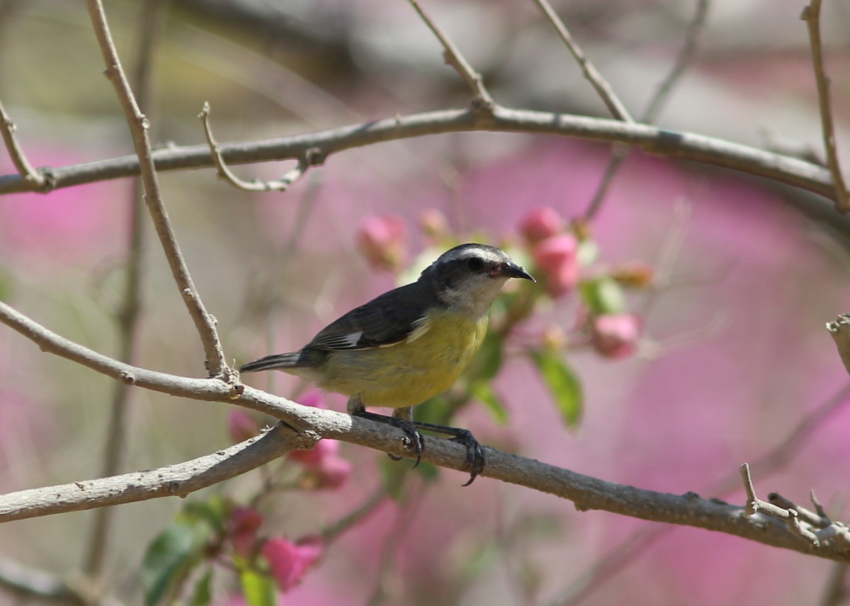 Bananaquit - Rohan van Twest