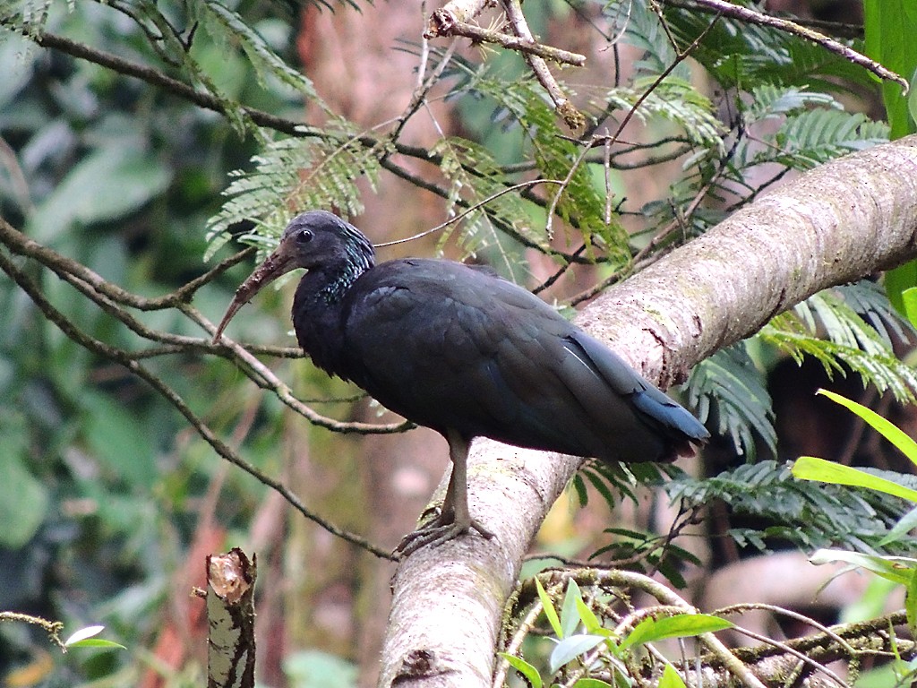 Green Ibis - ML114949191