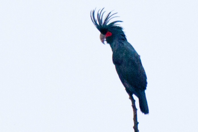 Palm Cockatoo - ML114949821