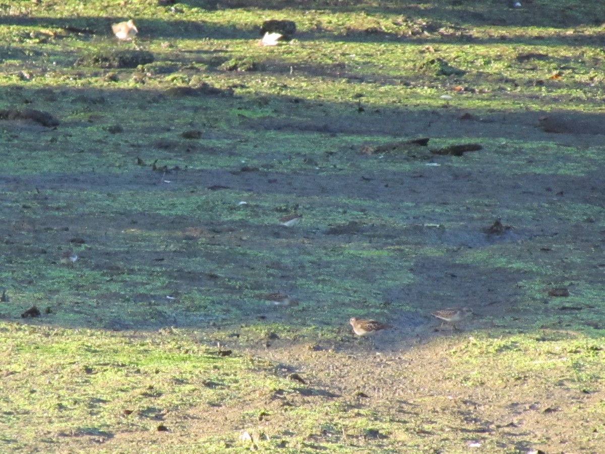 Least Sandpiper - Susan Carpenter