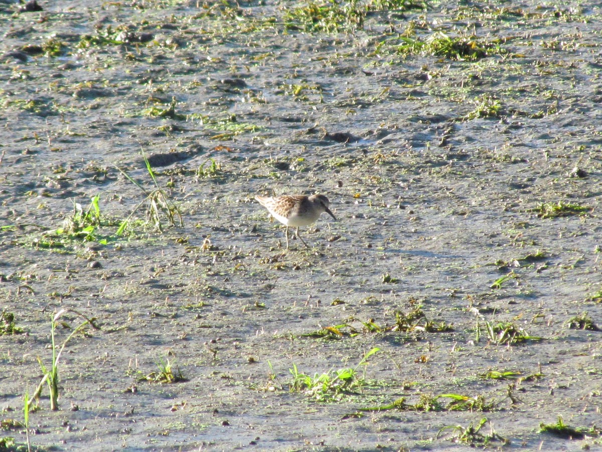 Least Sandpiper - Susan Carpenter