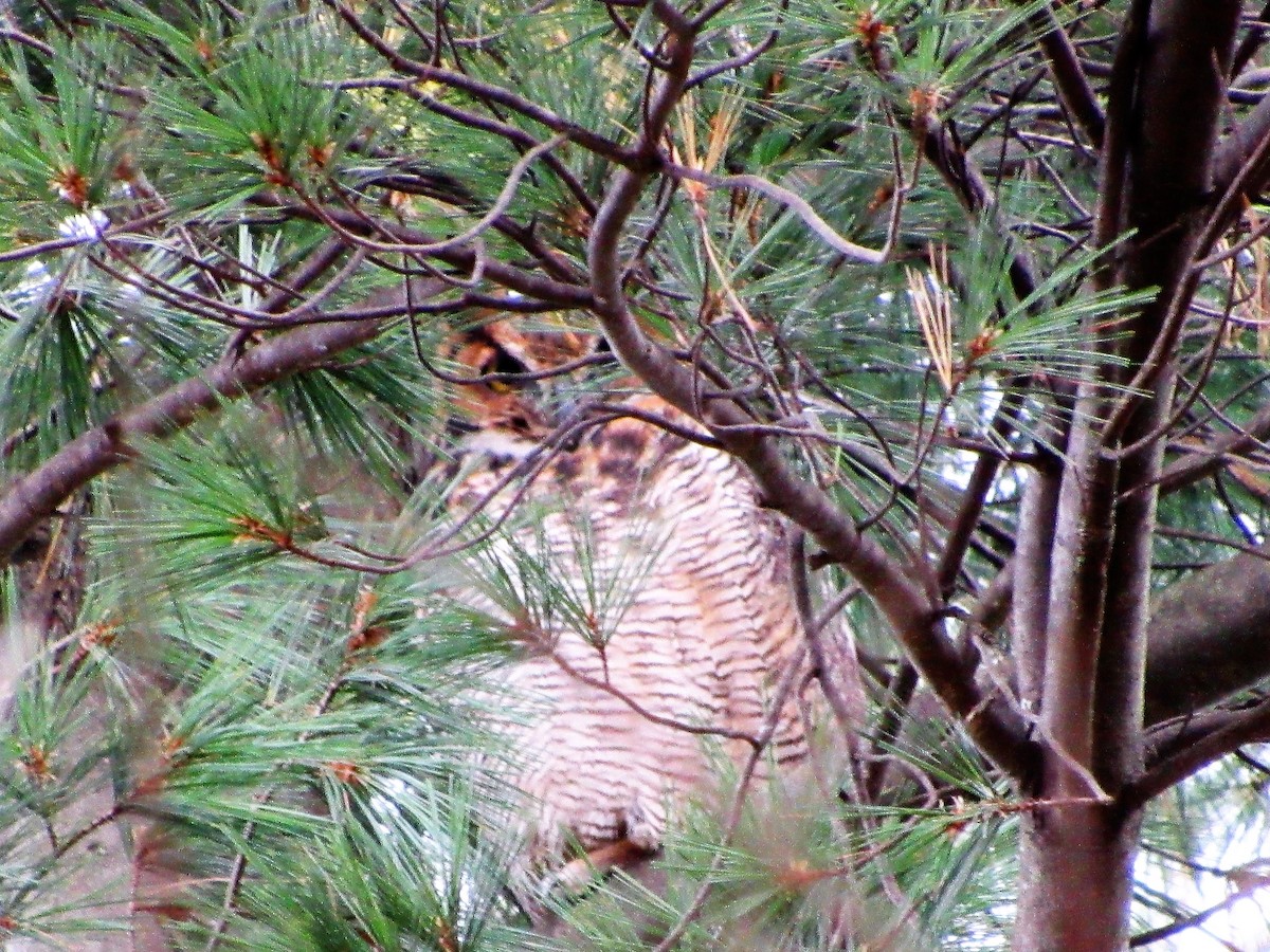 Great Horned Owl - Fred Kachmarik