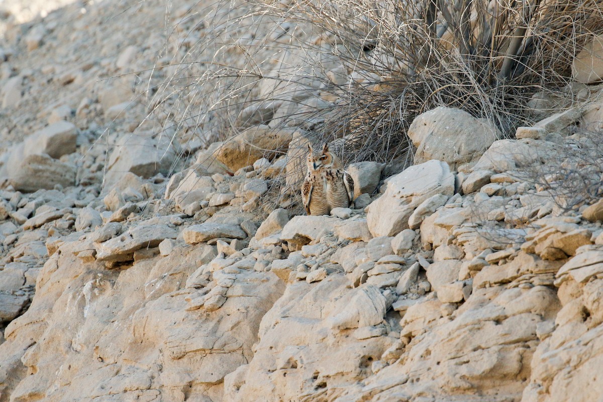 Pharaoh Eagle-Owl - ML114953791