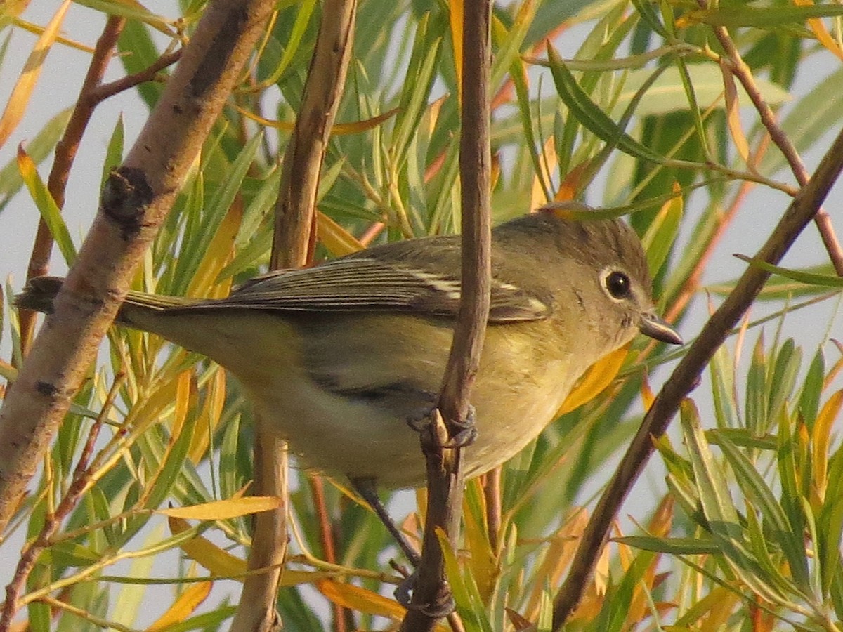 Cassin's Vireo - ML114955501