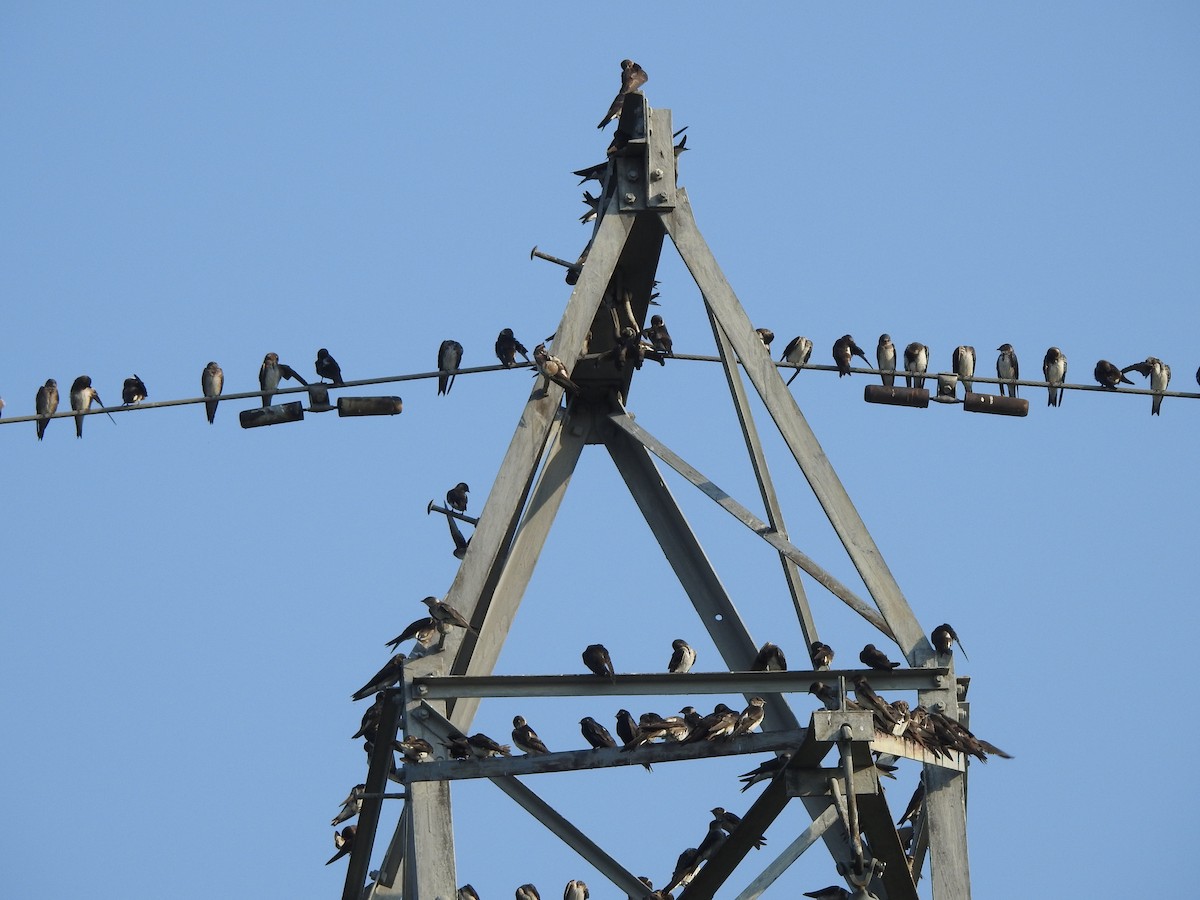 Purple Martin - ML114956261