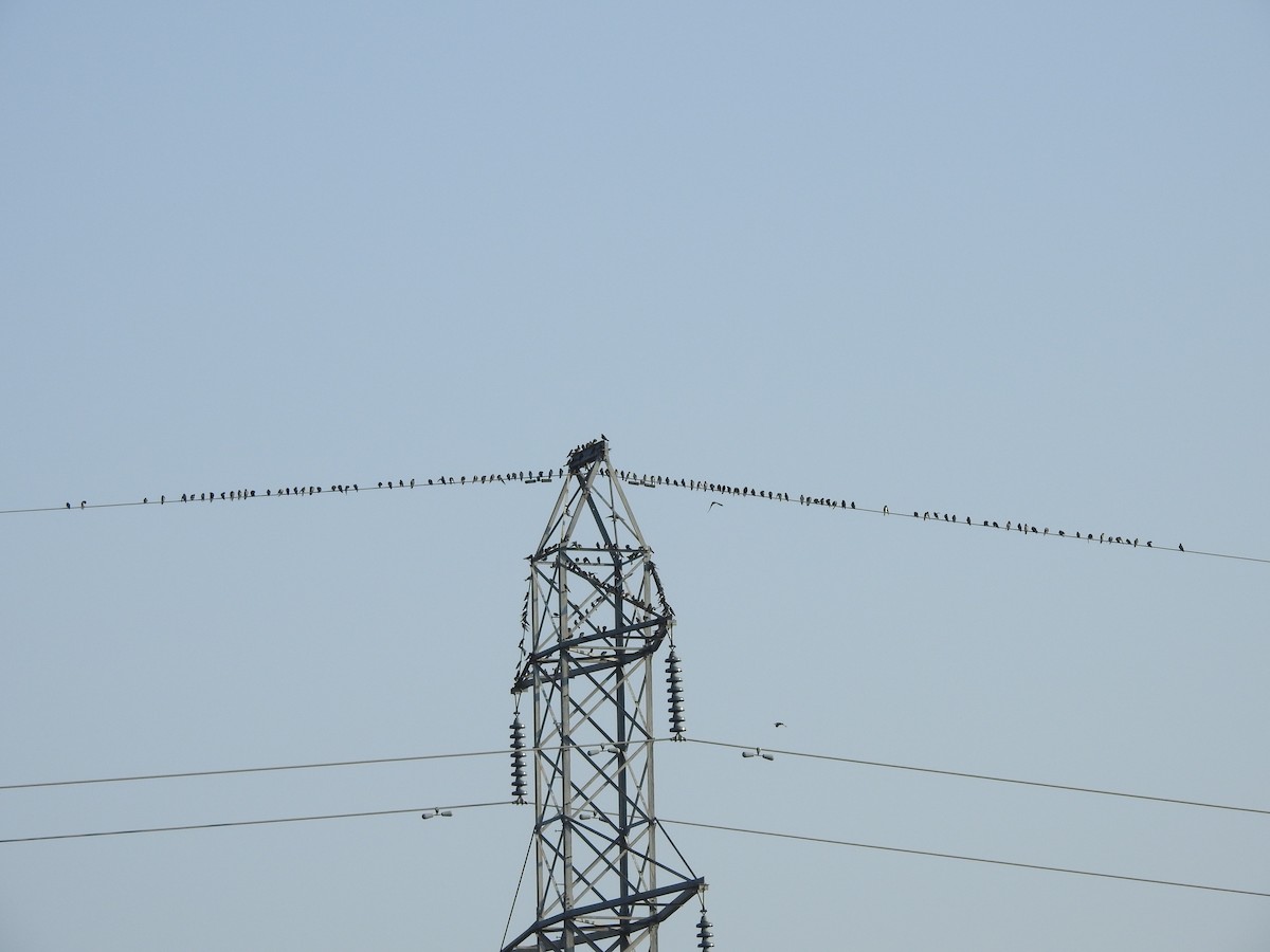 Purple Martin - ML114956271