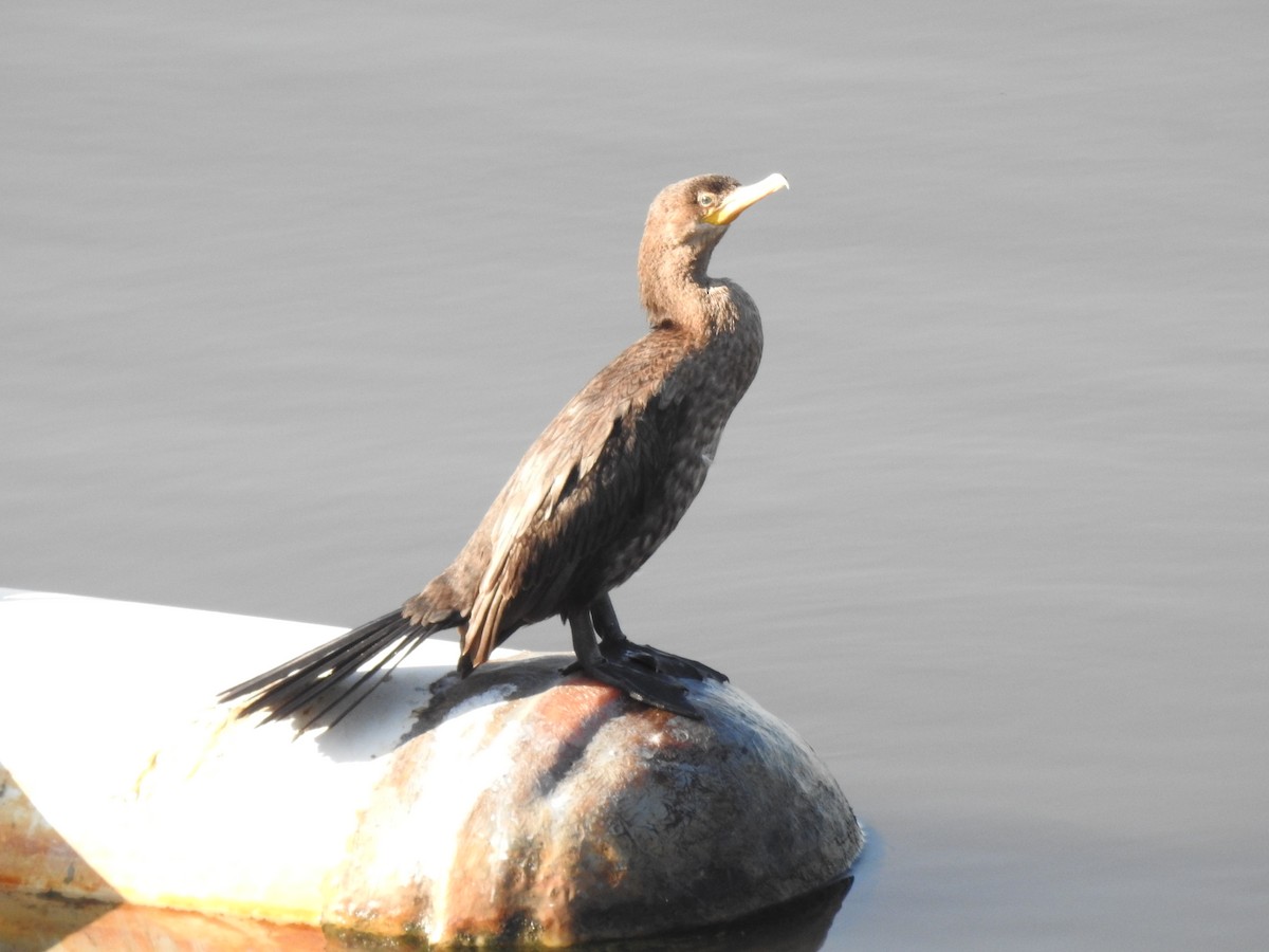 Neotropic Cormorant - ML114956551