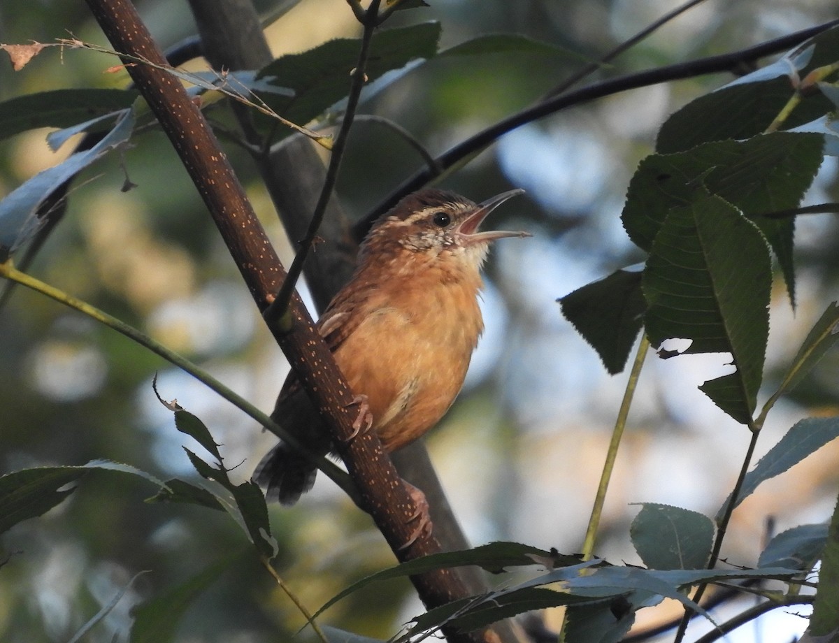 Carolina Wren - Shane Carroll