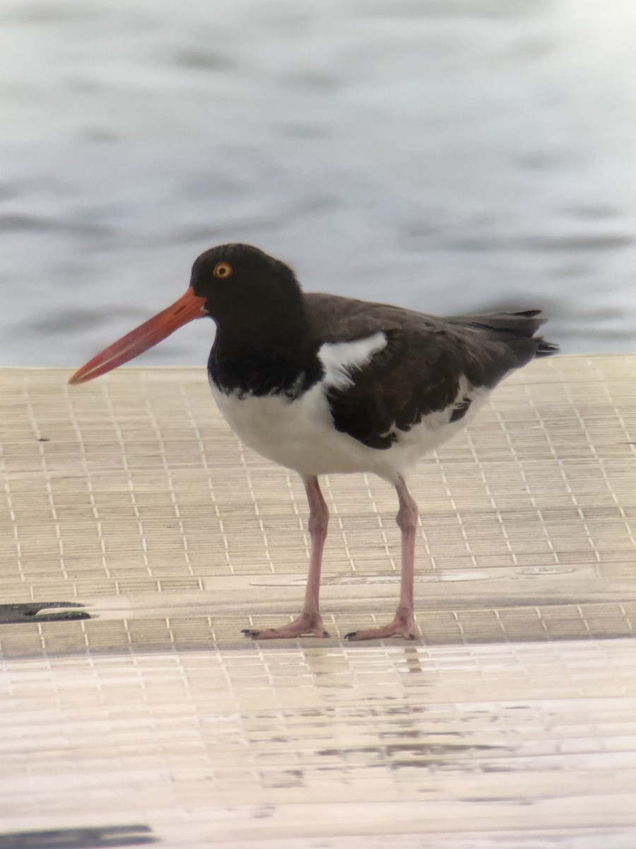 American Oystercatcher - Alec Hopping