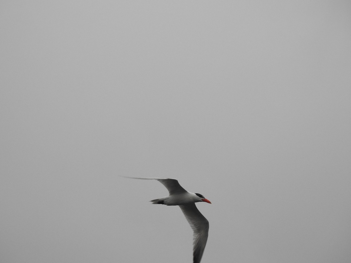 Caspian Tern - ML114959421