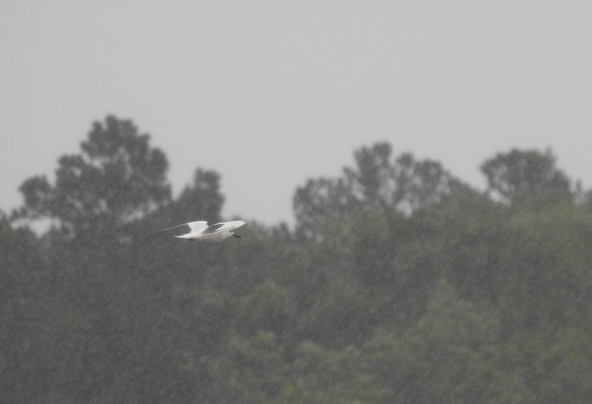 Sandwich Tern - ML114959591