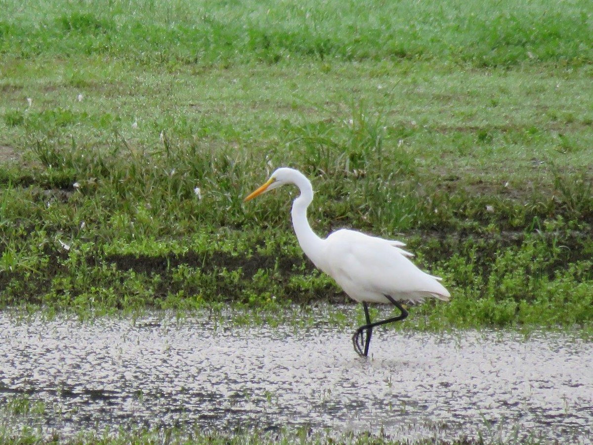 Great Egret - ML114960151