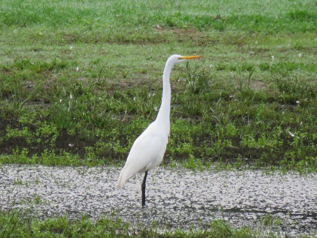 Great Egret - ML114960161