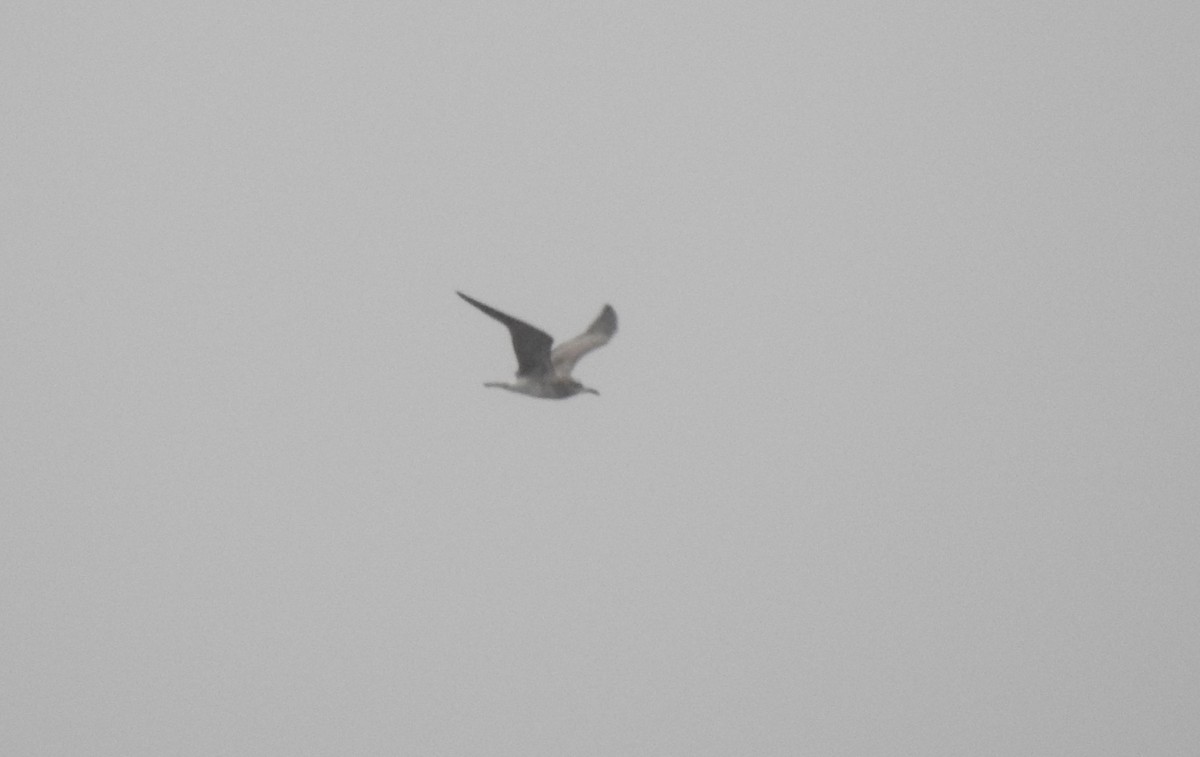 Laughing Gull - ML114960381