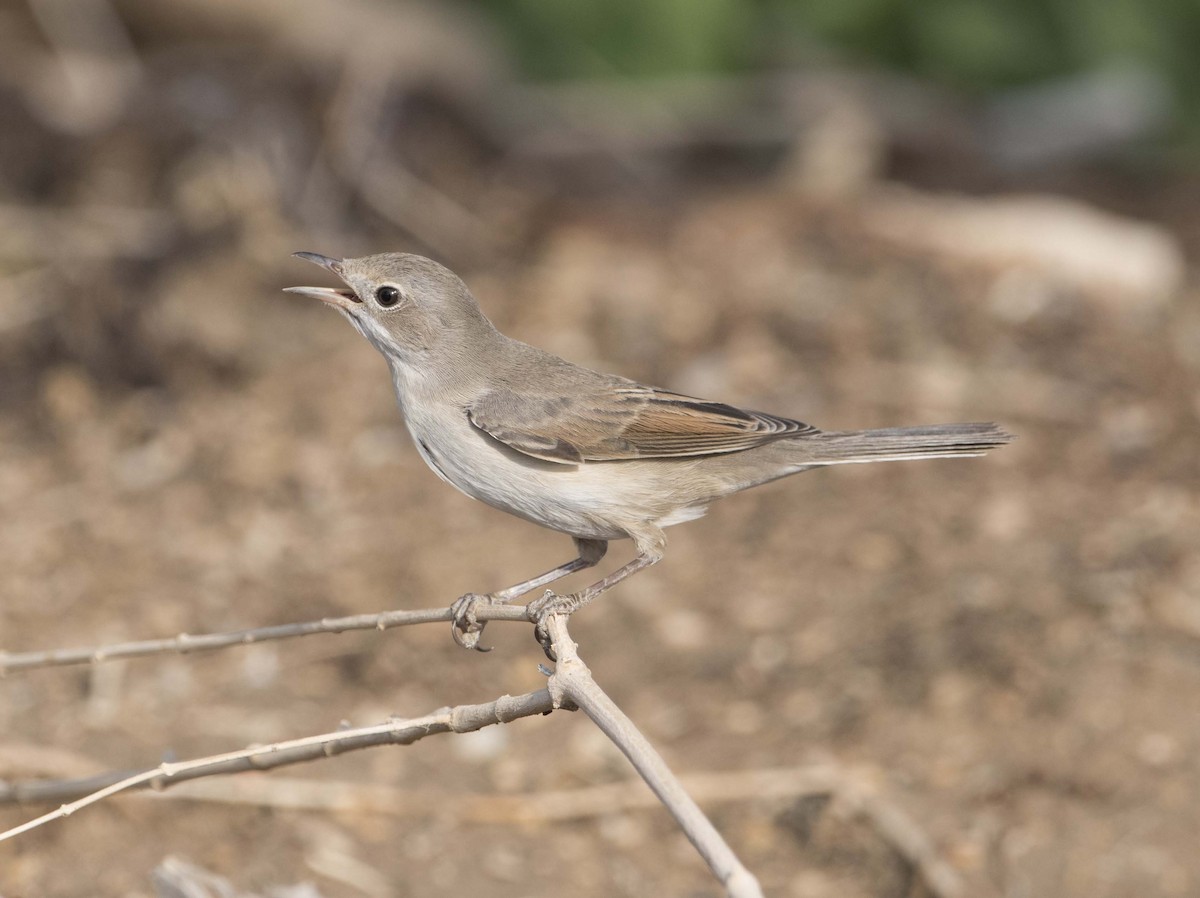 Greater Whitethroat - ML114960391