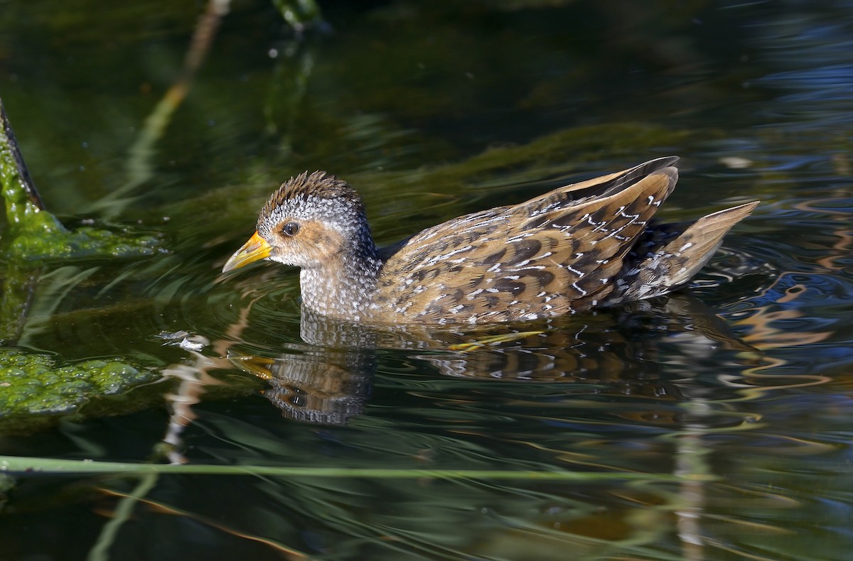 Spotted Crake - ML114960541