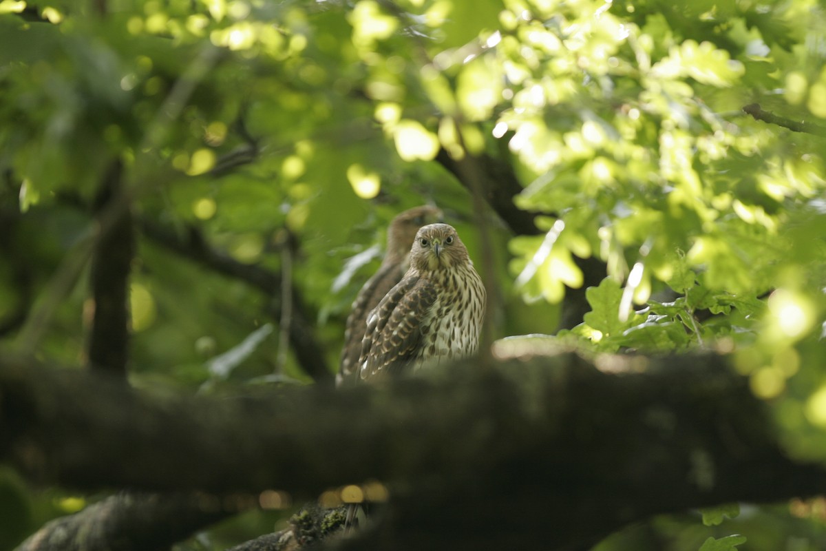 Cooper's Hawk - George Brode