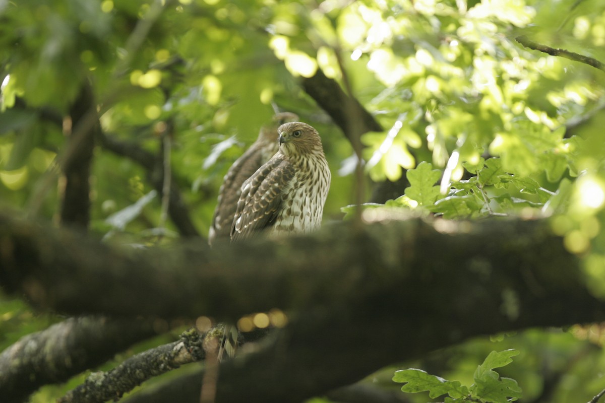 Cooper's Hawk - George Brode