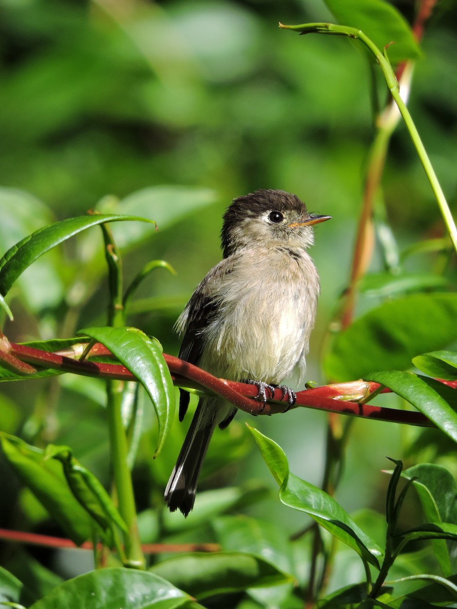 Black-capped Flycatcher - ML114962031